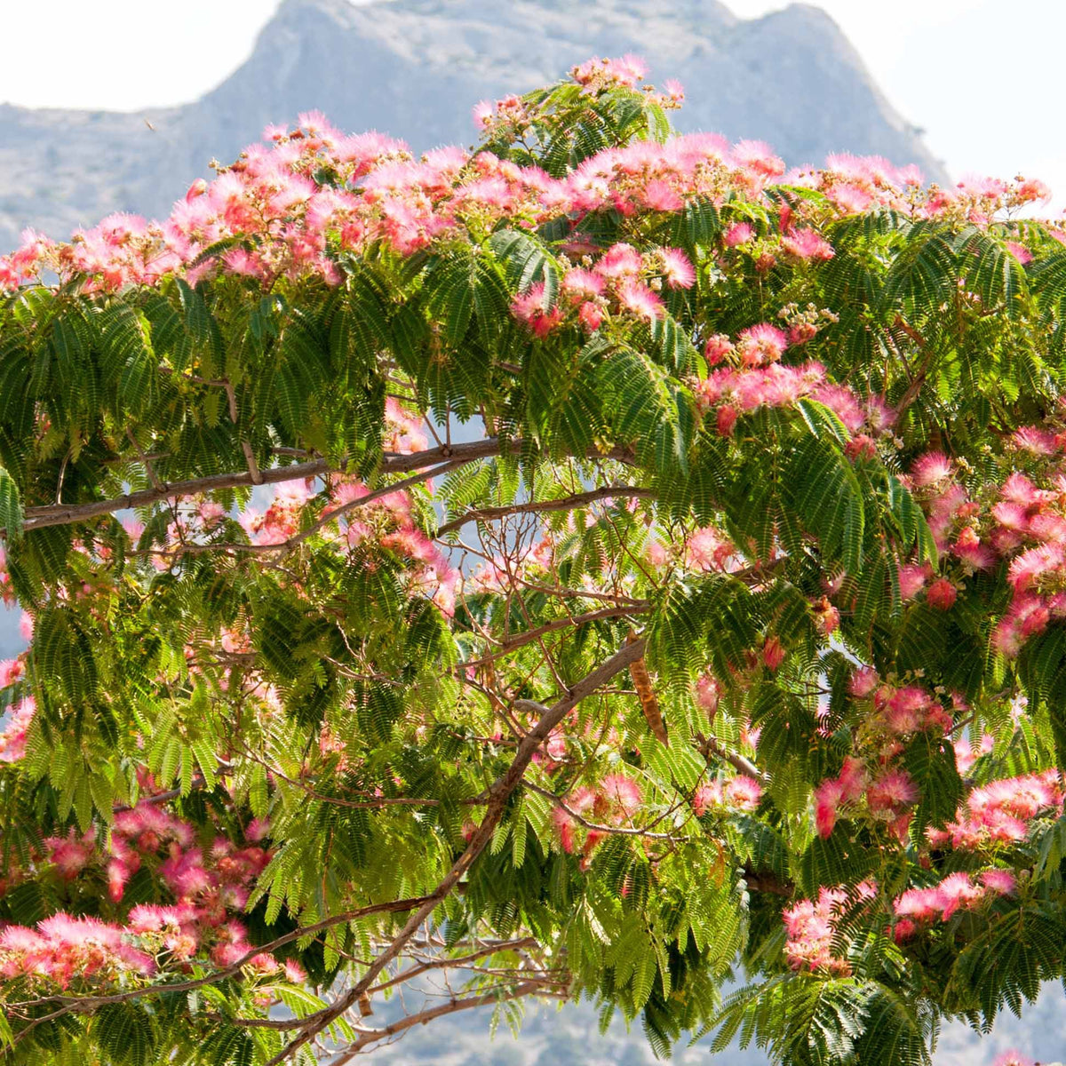 Arbre à soie rose - Albizia julibrissin rosea - Bakker