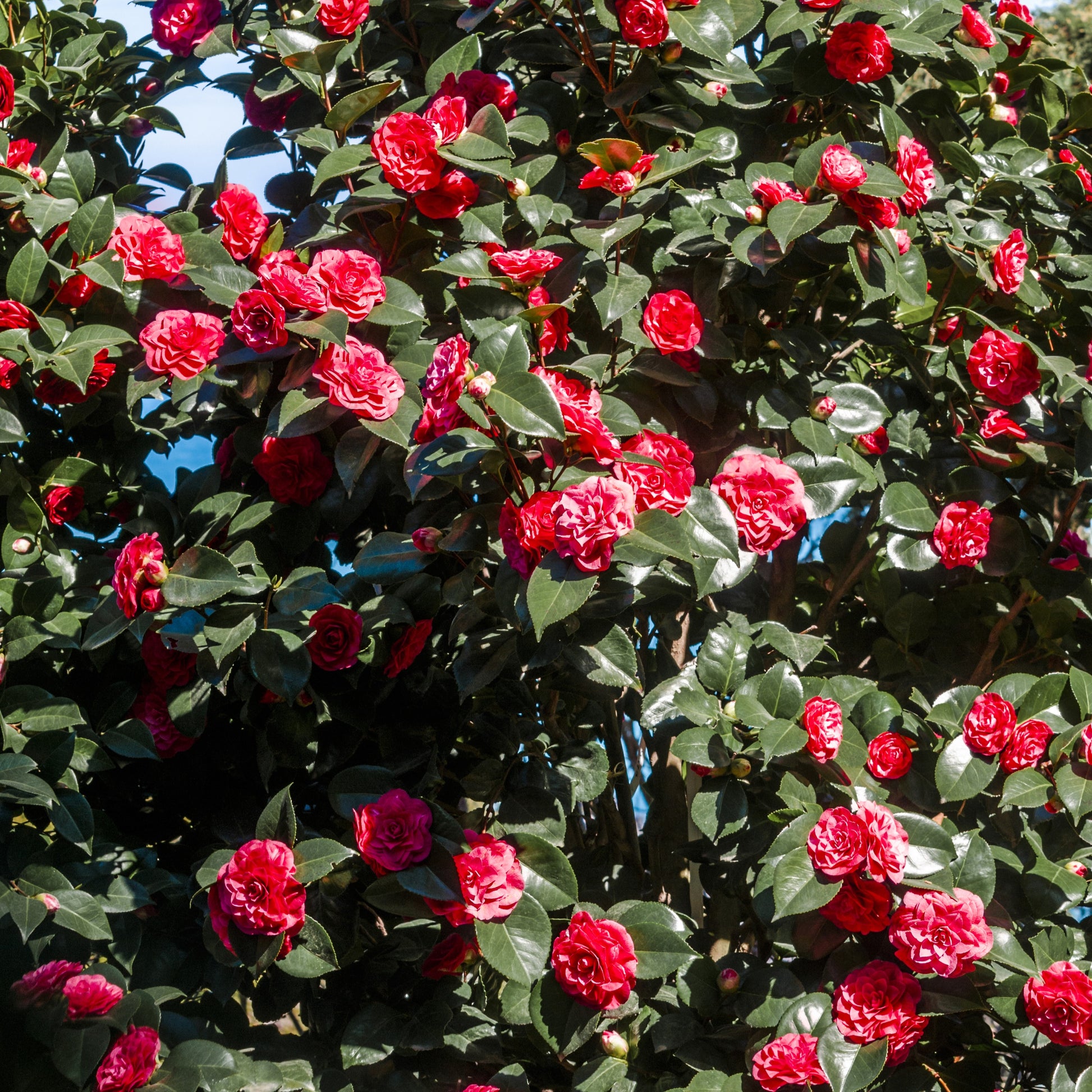 Camélia du Japon à fleurs doubles rouge - Bakker.com | France