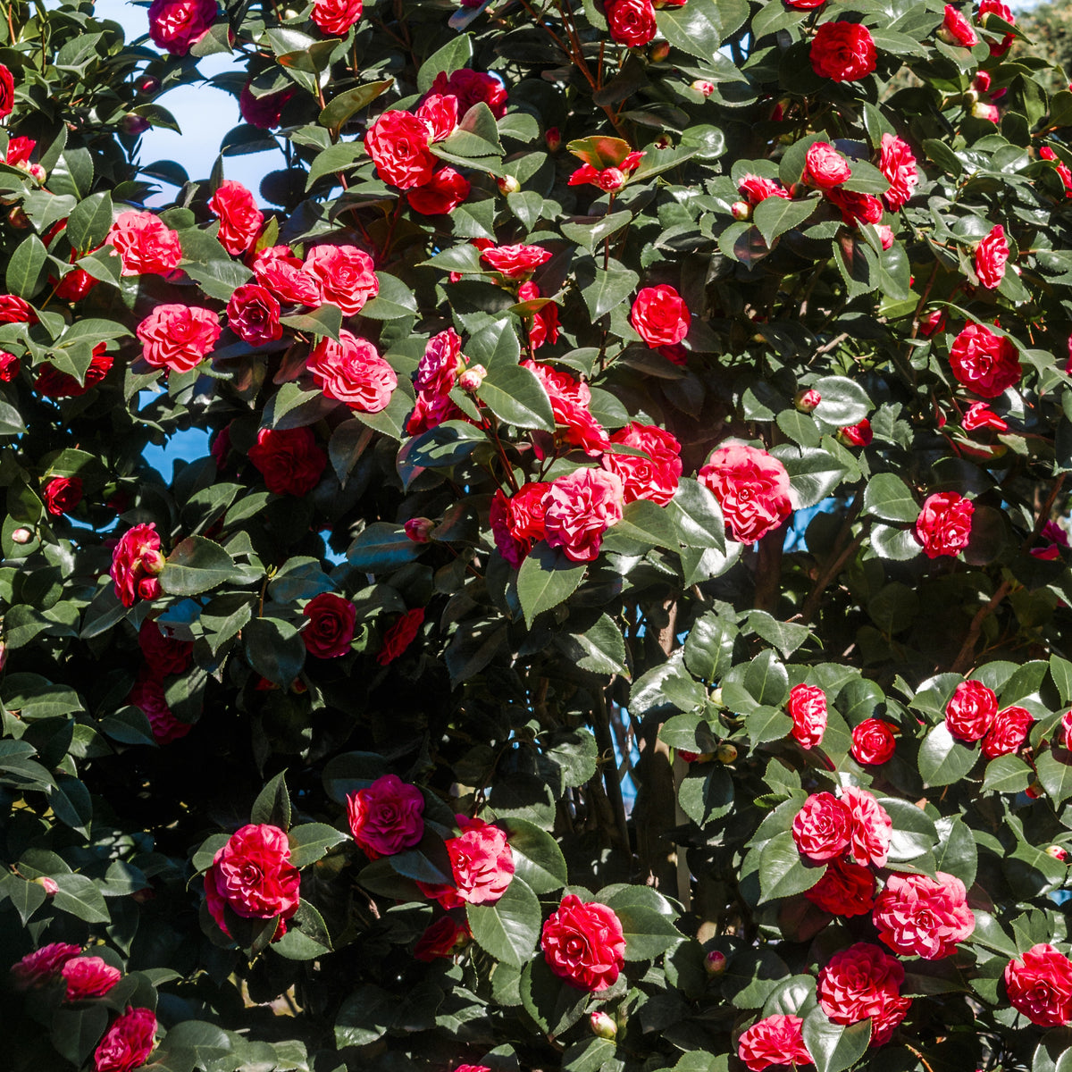 Camellia - Camélia du Japon à fleurs doubles rouge - Camellia japonica Lady Campbell