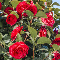 Camélia du Japon à fleurs doubles rouge - Bakker.com | France