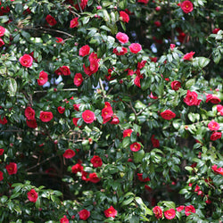 Camélia du Japon à fleurs doubles rouge - Bakker