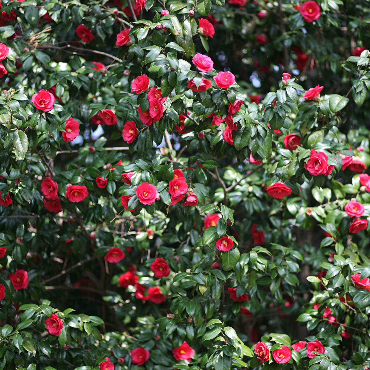 Camélia du Japon à fleurs doubles rouge - Bakker