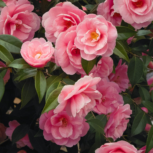 Camélia du Japon à fleurs doubles roses - Bakker.com | France