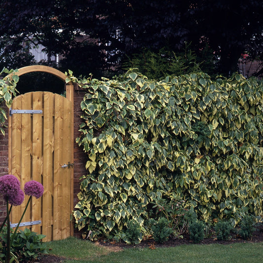 Lierre de Colchide panaché - Bakker