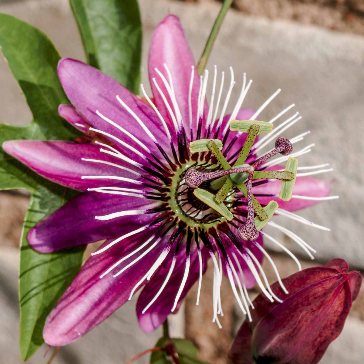 Passiflore Victoria - Passiflora caerulea victoria - Bakker