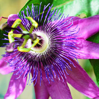 Passiflore Lavender lady - Bakker.com | France