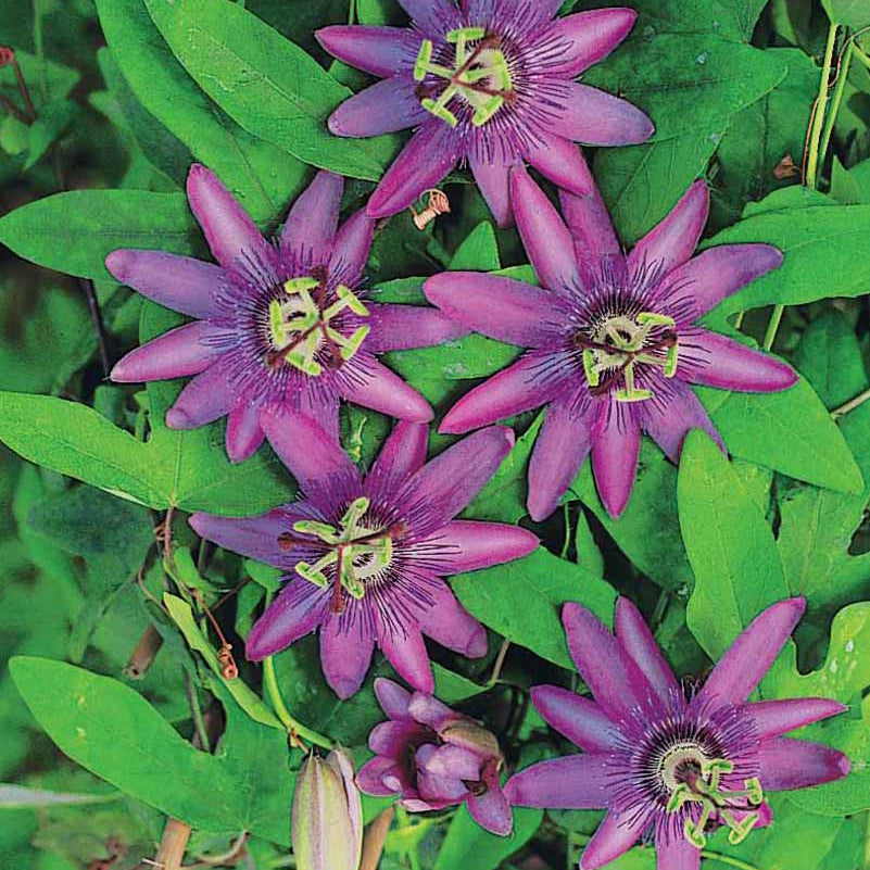 Passiflore Lavender lady - Bakker.com | France