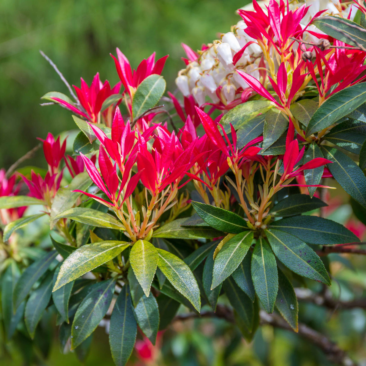 Pieris Forest flame - Bakker