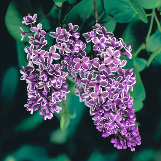Lilas Sensation - Bakker