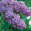 Lilas Sensation - Bakker.com | France