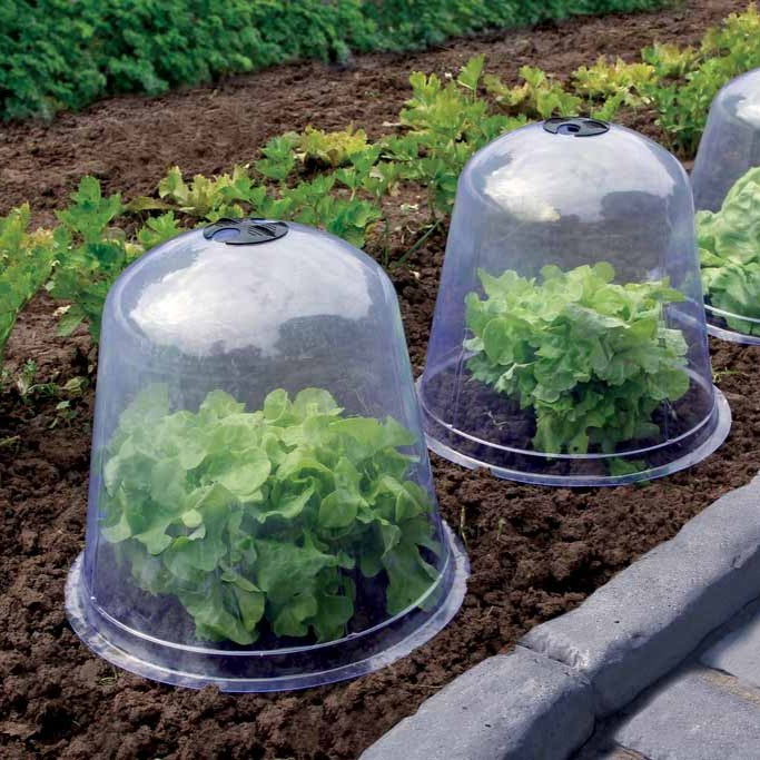 3 Cloches de forçage - Bakker