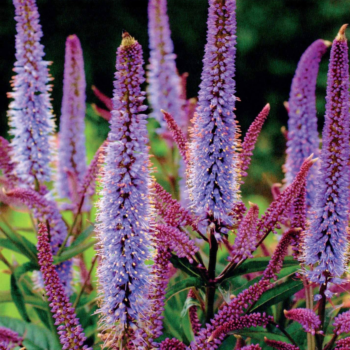Collection de Pimprenelles et de Veroniques - Sanguisorba obtusa, Veronicastrum virginicum Cupid - Bakker