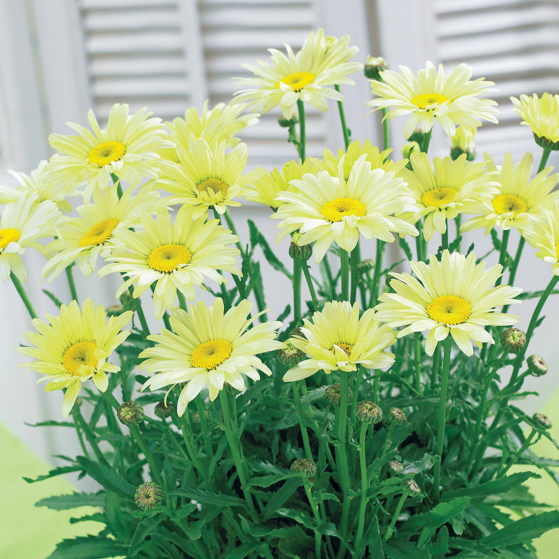 Marguerite d'été Banana Cream - Bakker.com | France