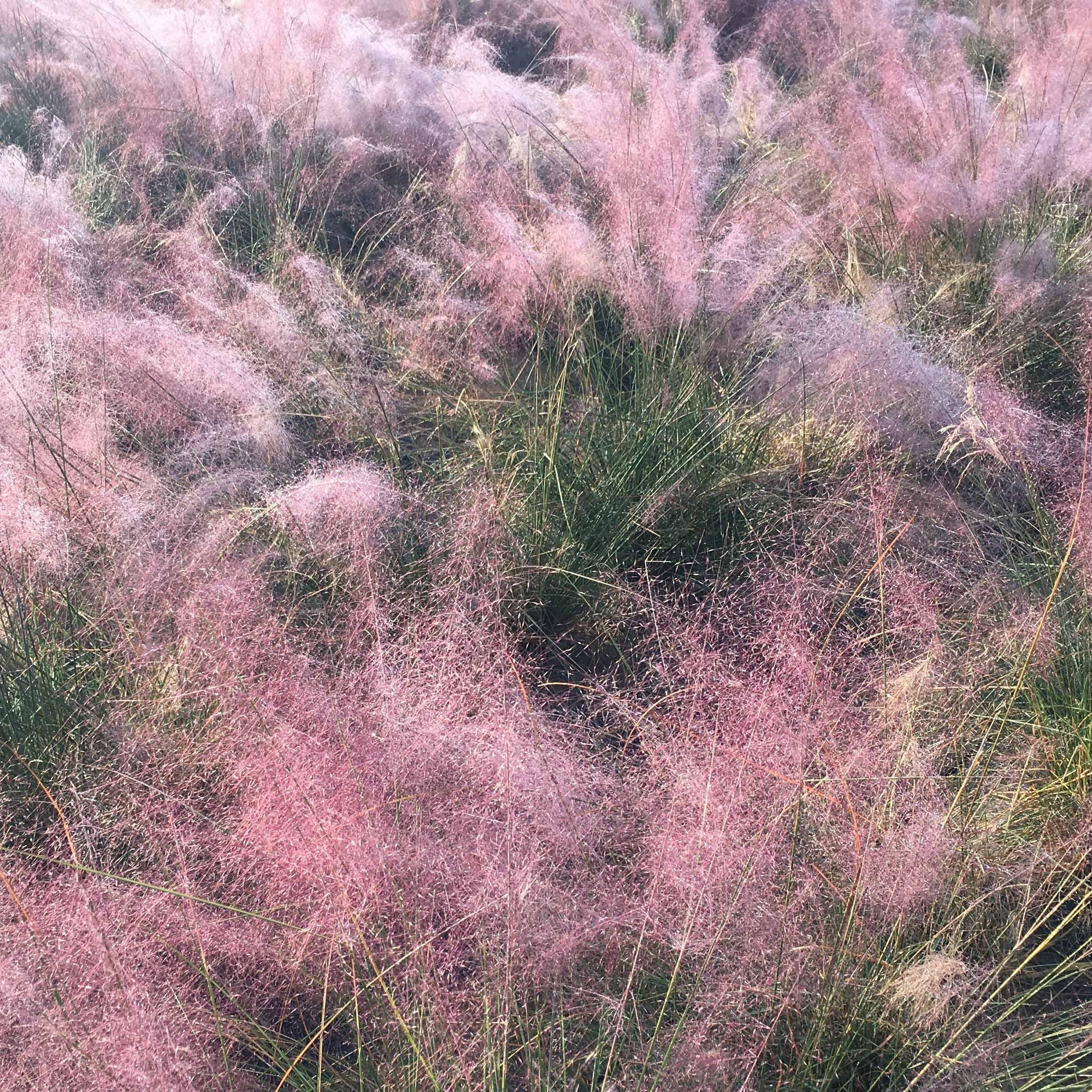 2 Herbes aux épis roses | Bakker.com