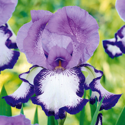 Iris de jardin Bordure - Bakker.com | France