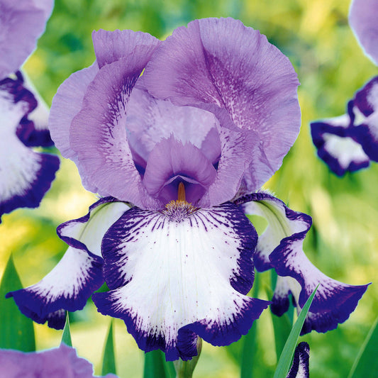 2 Iris de jardin Bordure - Bakker