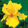 Iris de jardin Sangreal - Bakker.com | France