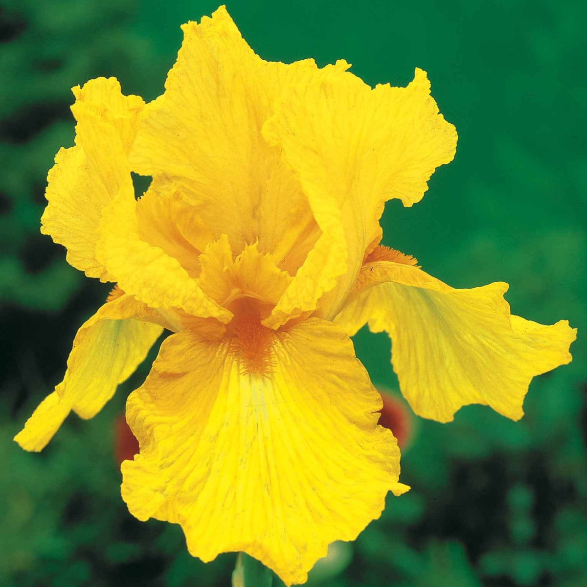 Iris germanica sangreal - 2 Iris de jardin Sangreal - Iris des jardins