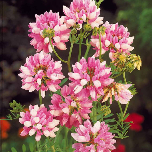 2 Coronilles - Bakker