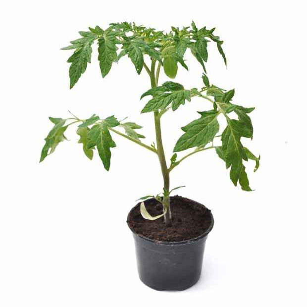 Vente Plant Tomate Green Zebra - Solanum lycopersicum green zebra