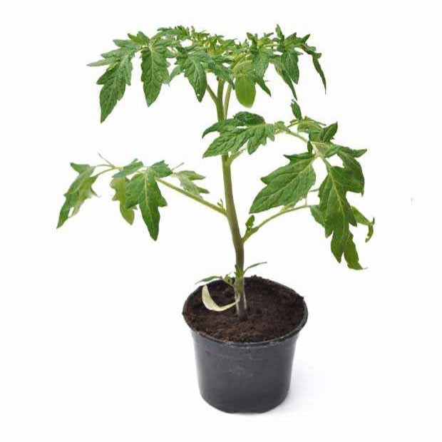 Plant Tomate Olivette Roma - Solanum lycopersicum olivette roma - Bakker