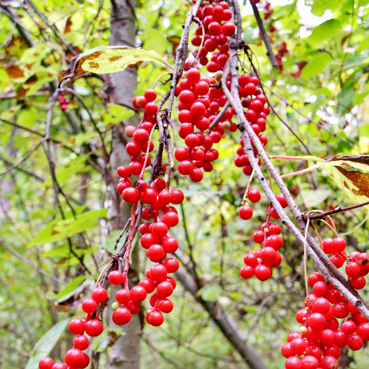 Schisandra chinensis - Fruit de la vitalité - Autres arbres et arbustes fruitiers