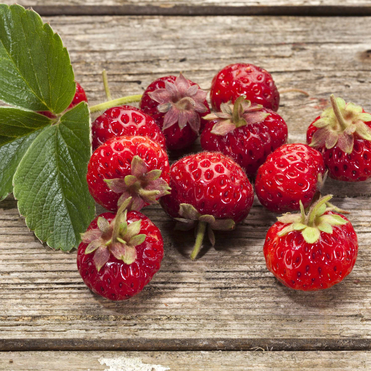 2 Fraisiers Framberry ® - Bakker