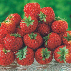 2 Fraisiers Framberry ® - Bakker