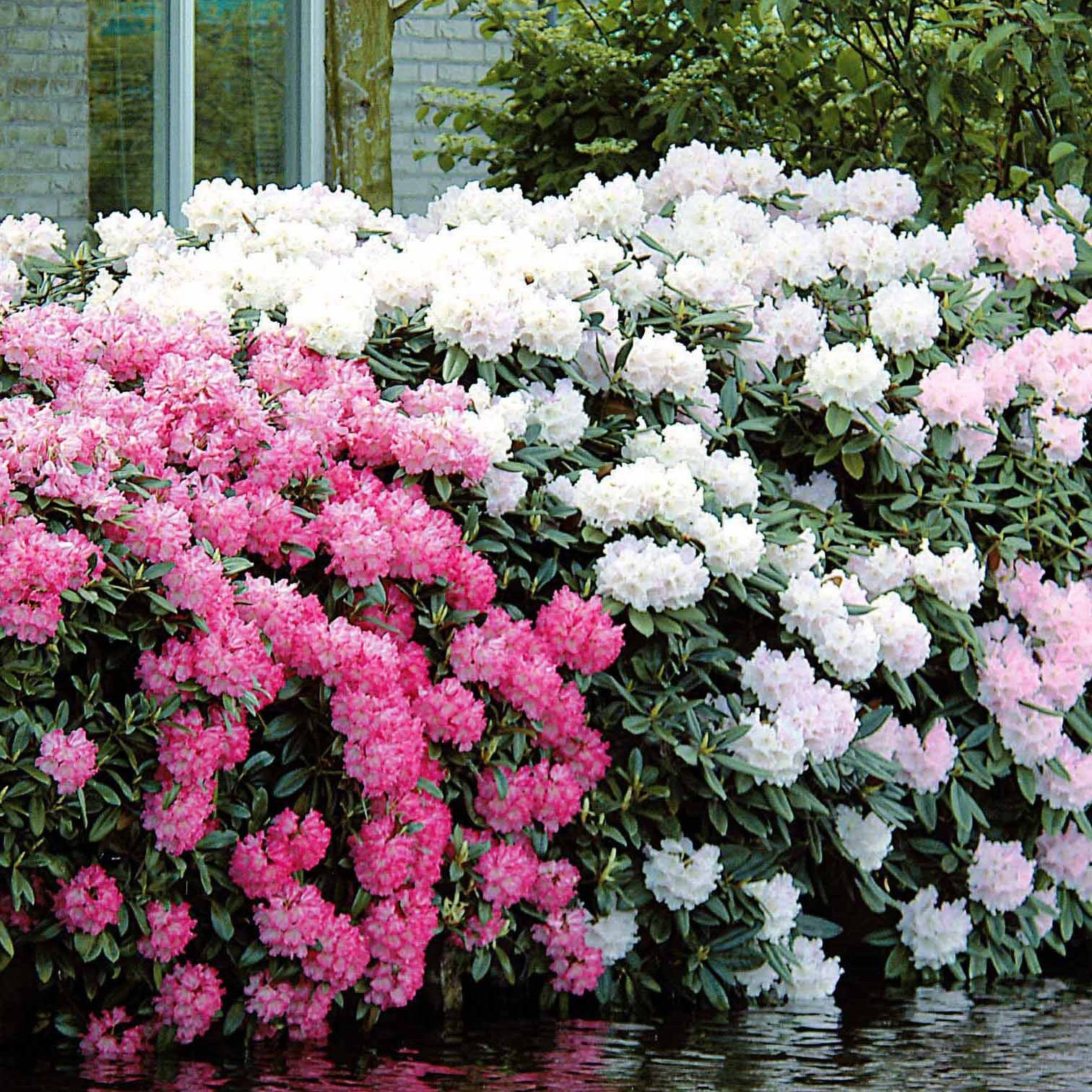Rhododendron Cunningham's White - Bakker.com | France