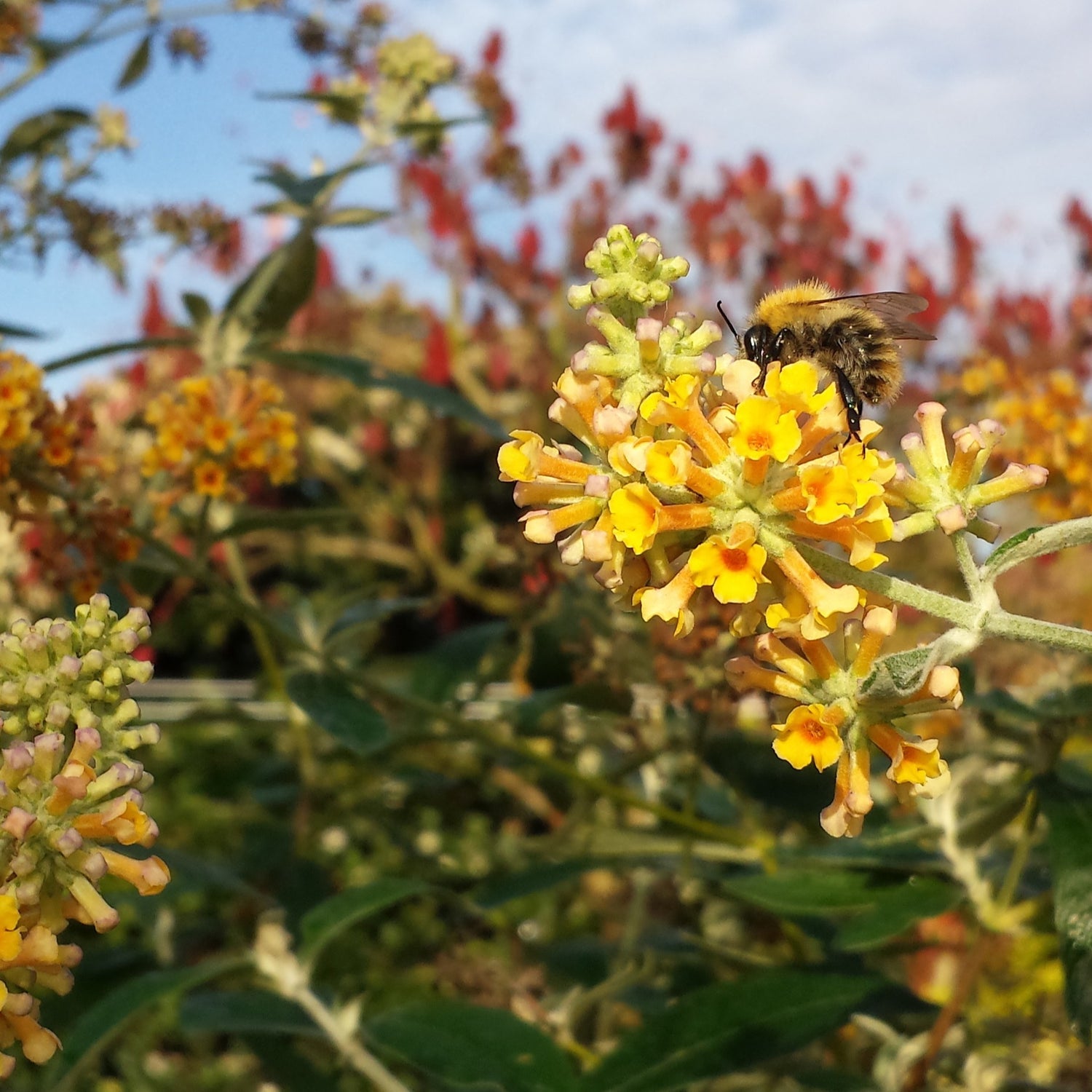 Arbre à papillons - Buddleja