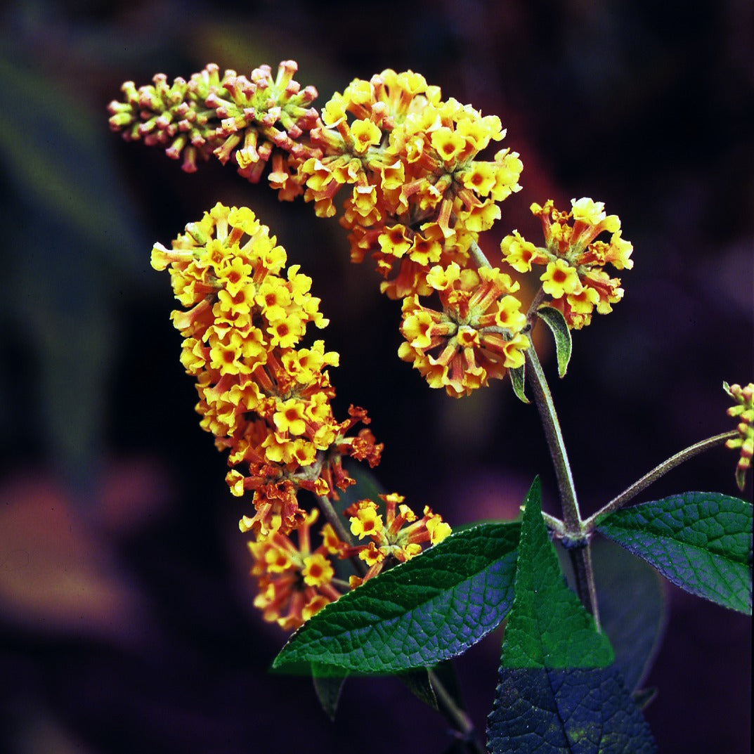 Buddleja x weyeriana Sungold - Arbre à papillons Sungold - Arbre à papillons - Buddleja