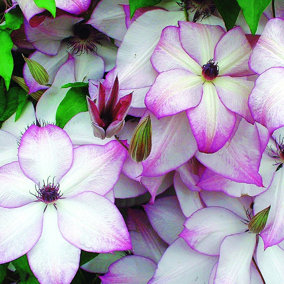 Clematis florida fond memories - Clématite Fond Memories - Clématite