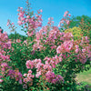 Lilas des Indes Petit Pink - Bakker.com | France