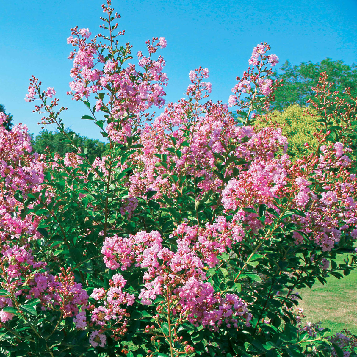 Lilas des Indes Petit Pink - Bakker