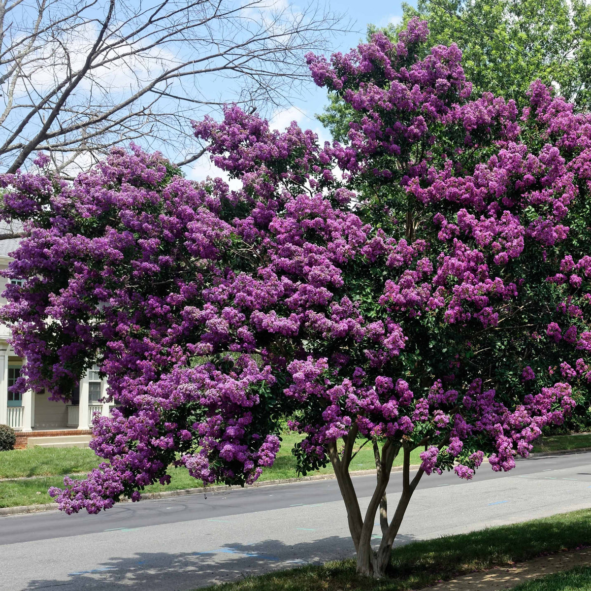 Lilas des Indes violet - Bakker