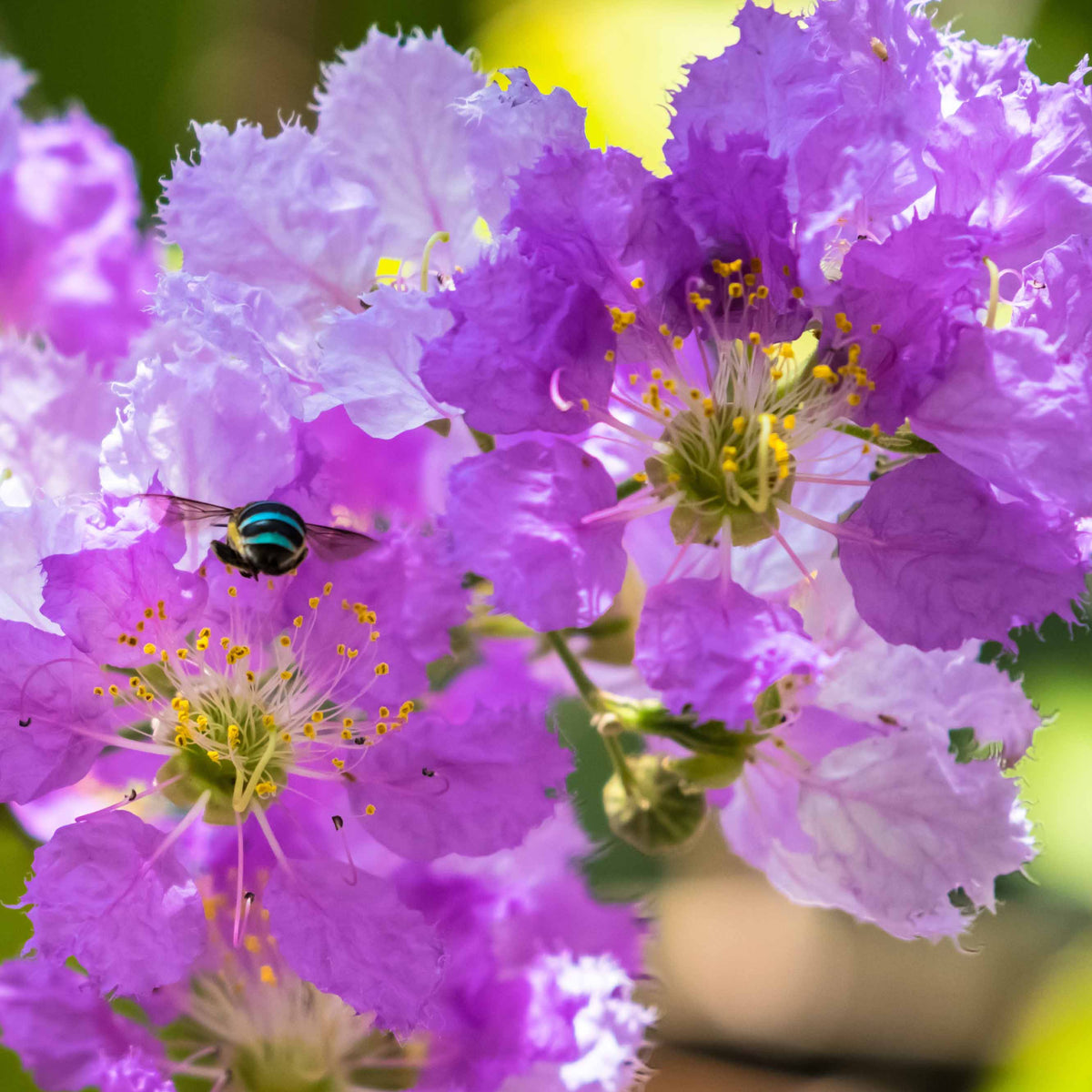 Lilas des Indes violet - Lagerstroemia indica Lafayette - Bakker