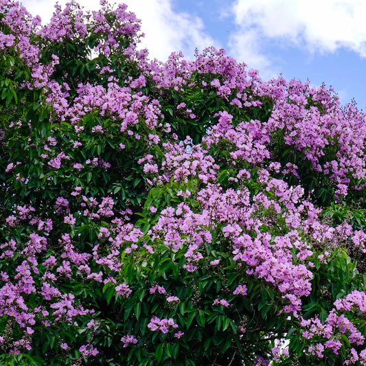 Lilas des Indes violet - Bakker.com | France