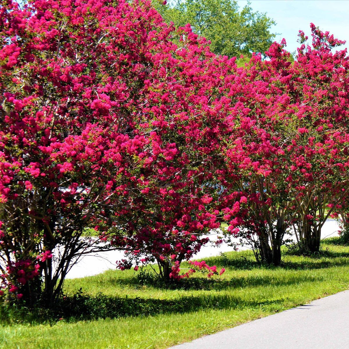 Collection de 3 Lilas des Indes : rouge, violet, blanc - Lagerstroemia indica - Bakker