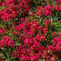 Bakker - Lilas des Indes rouge - Lagerstroemia indica Red Imperator - Arbustes