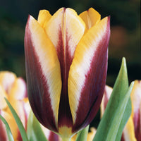 Bakker - 10 Tulipes Gavota - Tulipa gavota - Bulbes à fleurs