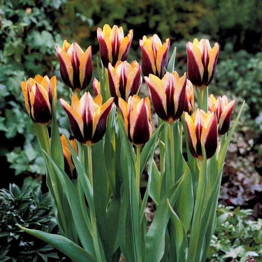 Bakker - 10 Tulipes Gavota - Tulipa gavota - Tulipes