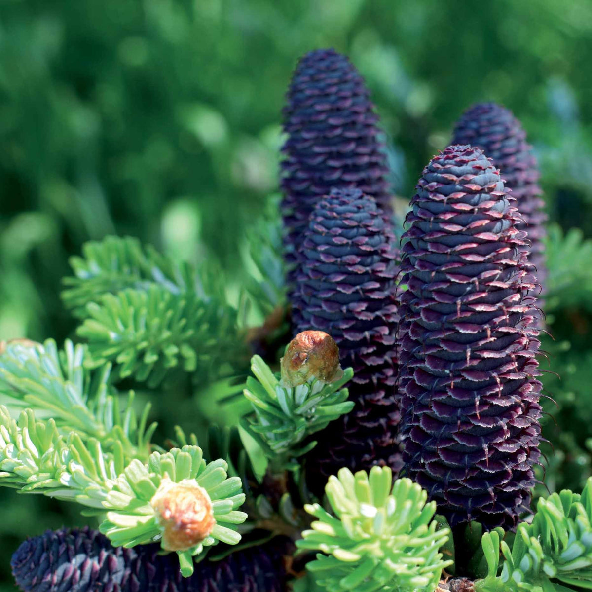 Abies koreana - Sapin de Corée - Conifères