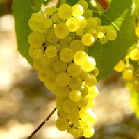 Bakker - Vigne Chardonnay - Vitis vinifera chardonnay - Fruitiers