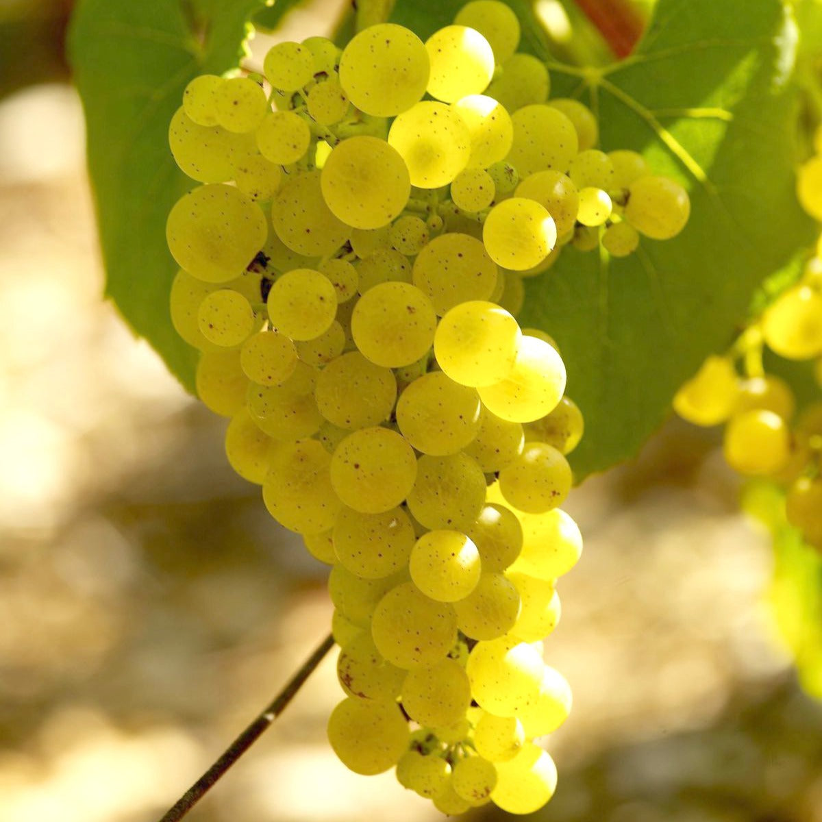 Vitis vinifera chardonnay - Vigne Chardonnay - Vigne