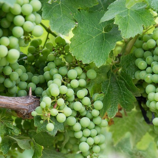 Vigne Chardonnay - Vitis vinifera chardonnay - Fruitiers