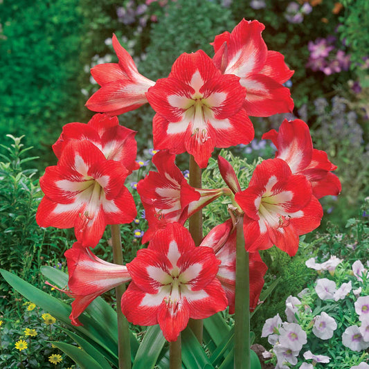 3 Amaryllis de jardin Sonatini Eye Catcher - Bakker