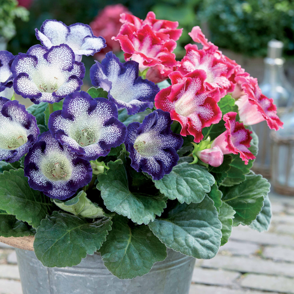2 Gloxinias tachetés en mélange - Bakker