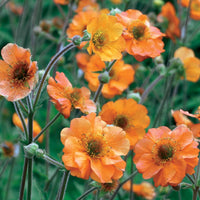 Bakker - Benoîte Totally tangerine - Geum totally tangerine - Plantes d'extérieur