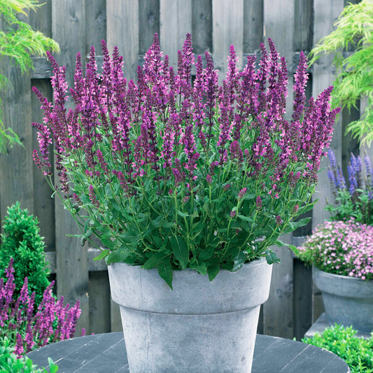 3 Sauges des bois Friesland Pink - Bakker