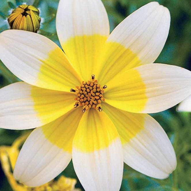 Bakker - 3 Bidens jaunes - Bidens ferulifolia taka tuka - Plantes d'extérieur